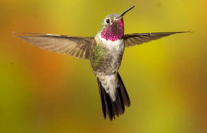 hummer